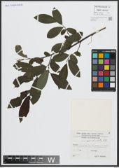 Foto von Salix appendiculata Vill.